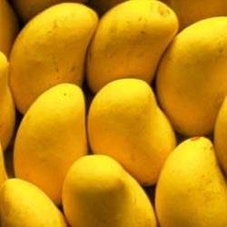 Mango Ripening Chambers Manufacturer Supplier Wholesale Exporter Importer Buyer Trader Retailer in Pune Maharashtra India